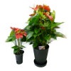 観葉植物 アンスリウム 赤 Anthurium10号鉢