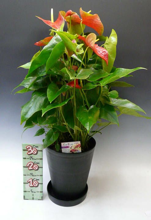 観葉植物 アンスリウム 赤 Anthurium10号鉢(尺鉢)(特大サイズ) 黒丸鉢