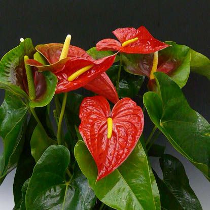 観葉植物 アンスリウム 赤 Anthurium10号鉢(尺鉢)(特大サイズ) 黒丸鉢