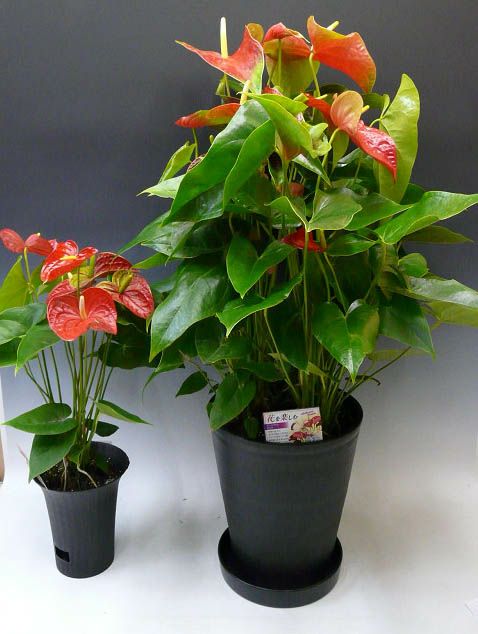 観葉植物 アンスリウム 赤 Anthurium10号鉢(尺鉢)(特大サイズ) 黒丸鉢