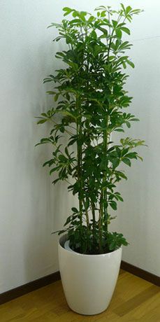 観葉植物 シェフレラ ホンコン カポック 10号鉢 白ラスターポット 
