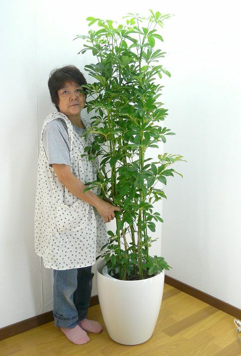 観葉植物 シェフレラ ホンコン カポック 10号鉢 白ラスターポット 