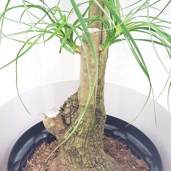 観葉植物 トックリラン ポニーテール 10号鉢 茶かご