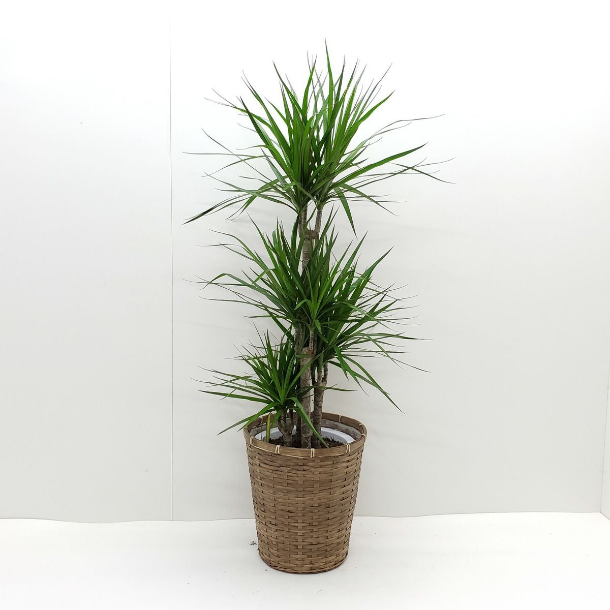 観葉植物 ドラセナ コンシンネ マジナータ マルギナータ 真実の木 8号