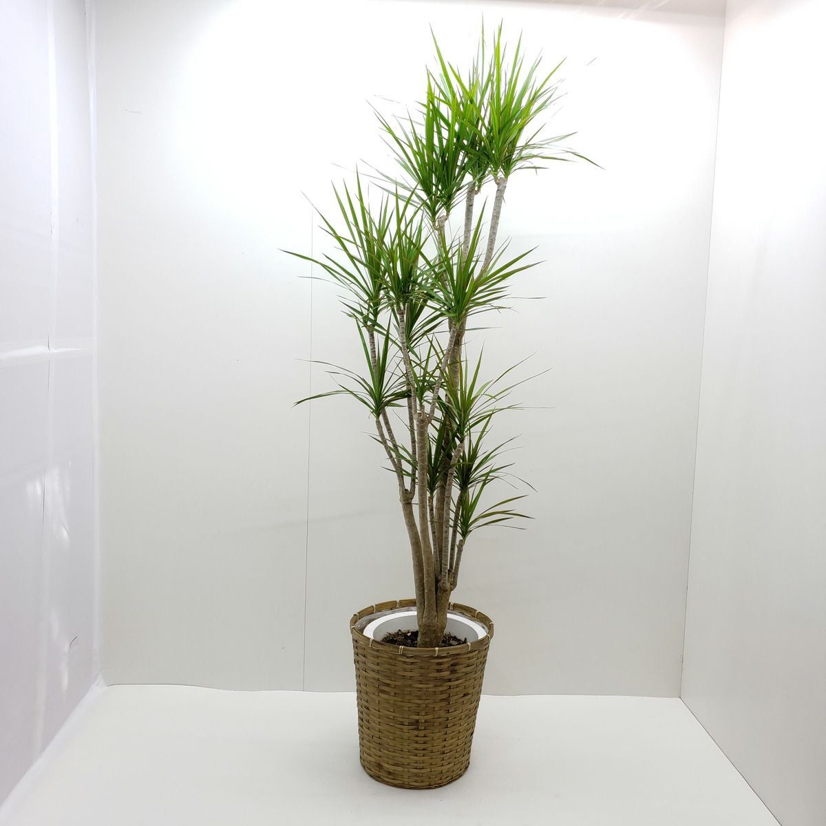 観葉植物 ドラセナ コンシンネ マジナータ 真実の木 10号鉢 茶かご
