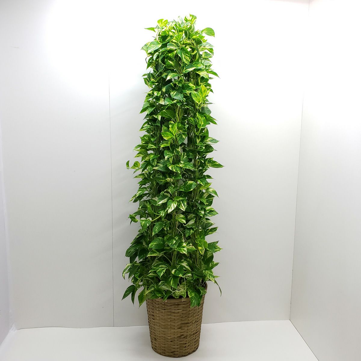 観葉植物 ポトス タワー仕立て 10号鉢 茶かご 受け皿付き ブラウン