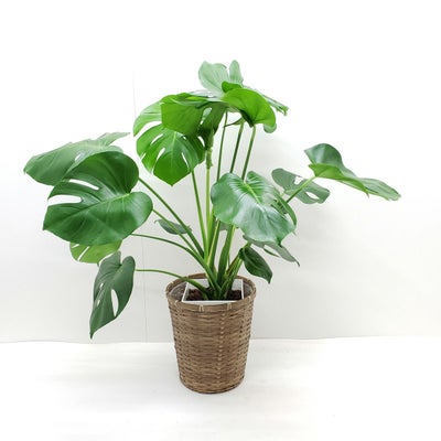 観葉植物 モンステラ 8号鉢 茶かご 受け皿付き ラスターポット 高さ 