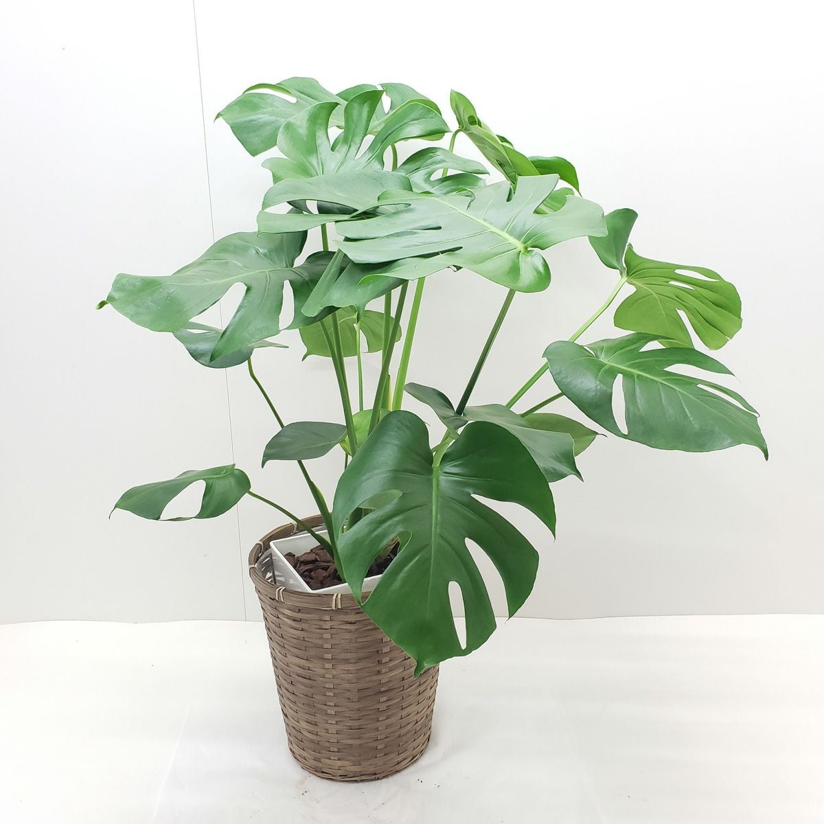 【観葉植物】モンステラ 観葉植物 モンステラ 8号鉢 茶かご 受け皿付き ラスターポット 高さ