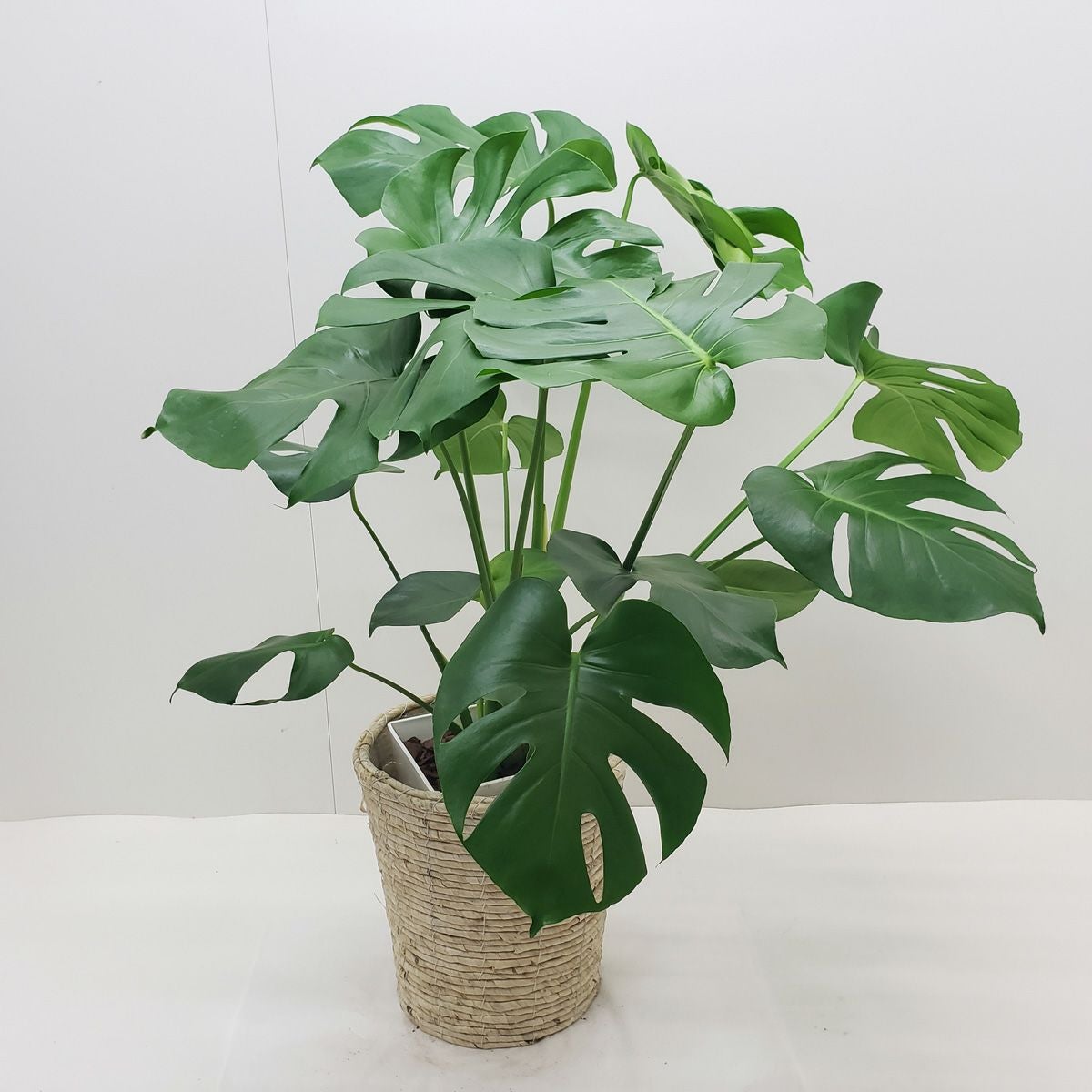 観葉植物 モンステラ 8号鉢 茶かご 受け皿付き ラスターポット 高さ