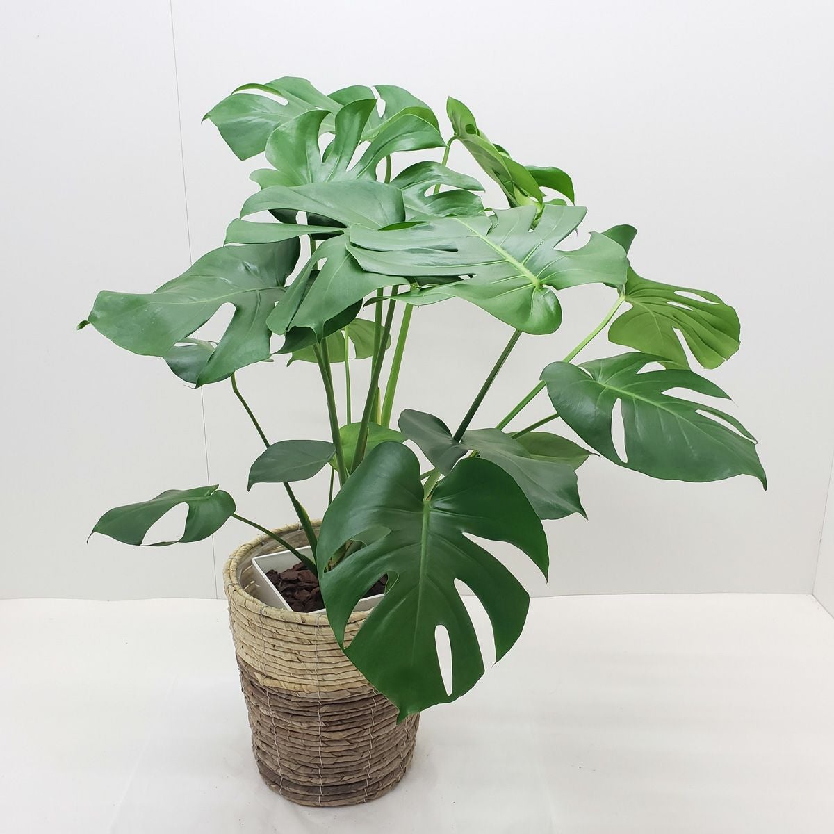 観葉植物 モンステラ 8号鉢 茶かご 受け皿付き ラスターポット 高さ