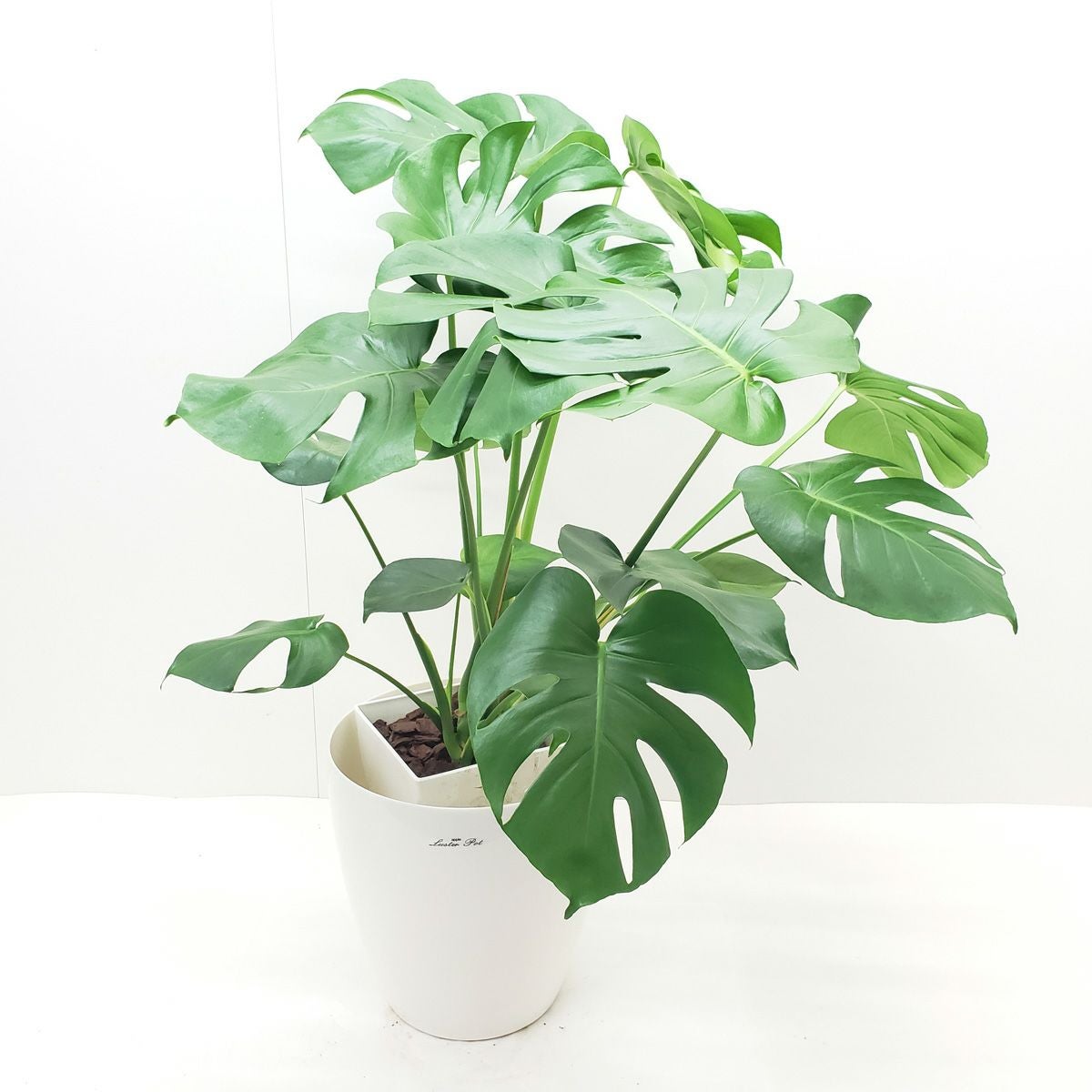 観葉植物 モンステラ 8号鉢 茶かご 受け皿付き ラスターポット 高さ