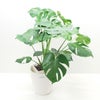観葉植物 モンステラ 8号鉢 茶かご 受け皿付き ラスターポット