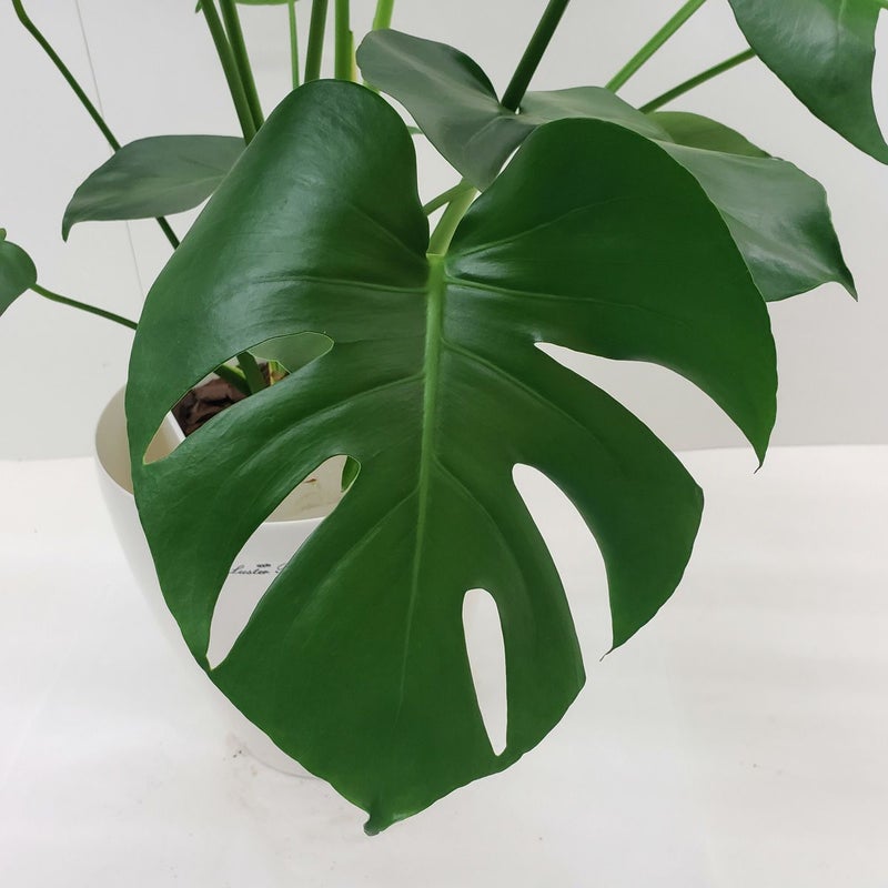 観葉植物 モンステラ 8号鉢 茶かご 受け皿付き ラスターポット 高さ 