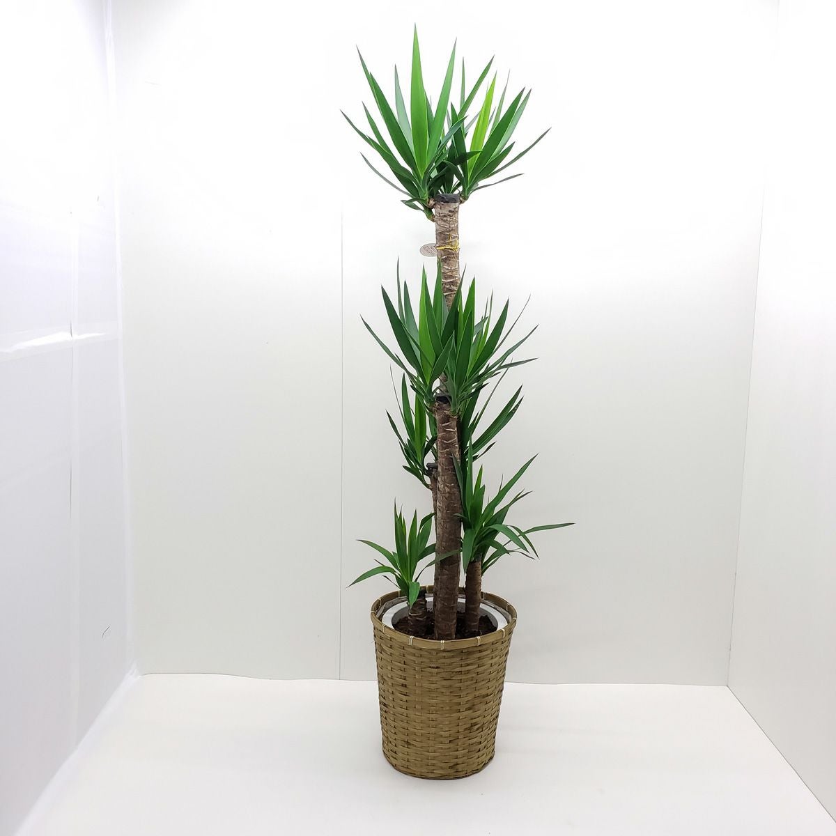 観葉植物 ユッカ エレファンティペス 青年の樹 10号鉢 茶かご 受け皿