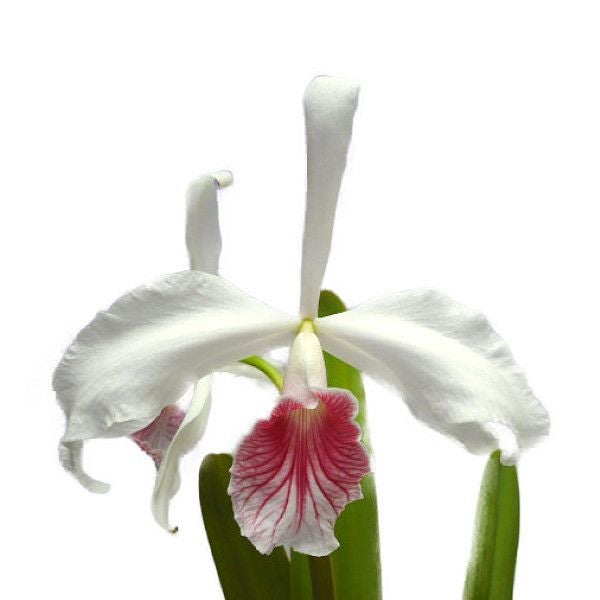 花なし株】 カトレア パープラータ カーネア C.(L.)purpurata var