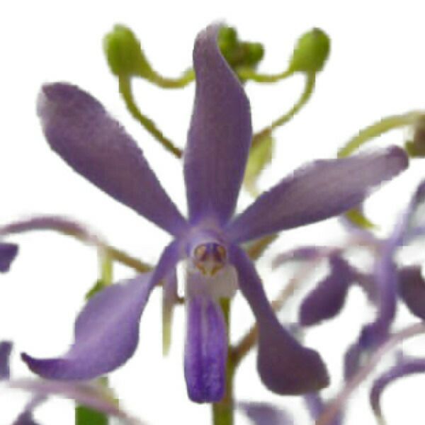 花なし株】 デンドロビューム シルシフローラム Den.thyrsiflorum 原種