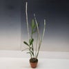 【花なし株】 エピデンドラム シュードエピデンドラム Epi.pseudepidendrum 原種 4号鉢 60cm