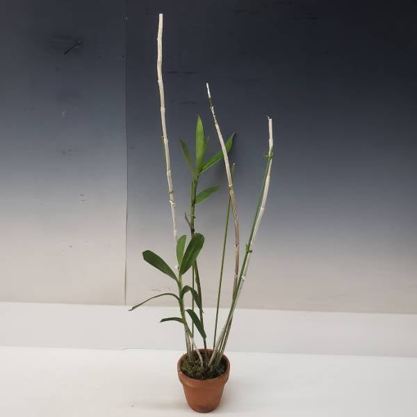 【花なし株】 エピデンドラム シュードエピデンドラム Epi.pseudepidendrum 原種 4号鉢 60cm