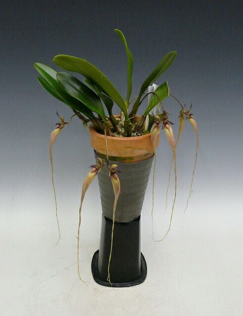 【花なし株】 シルホペタラム ファスシネーション ‘コスモワン’ Cirr.(Bulb.)fascination ‘Cosmo One’ CBR/JOGA 原種 3号鉢 25cm 