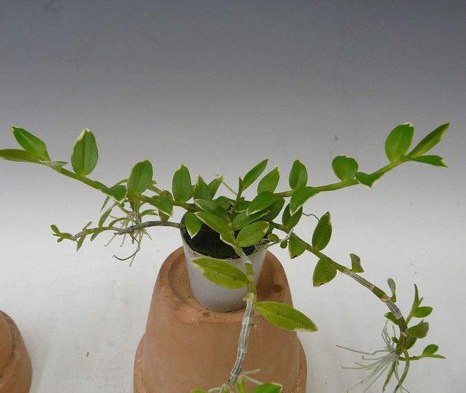 【花なし株】 デンドロビューム ロディゲシー バリエガータ