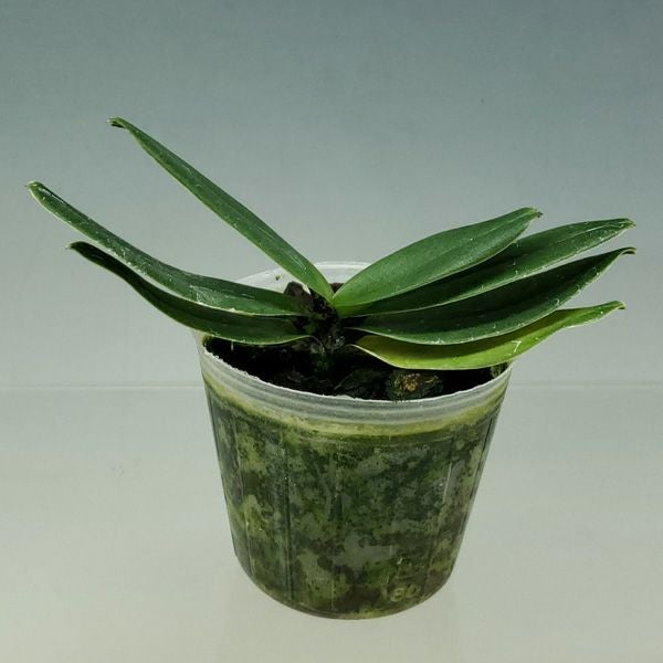 【花なし株】 パフィオペディラム チャールスウォーシー