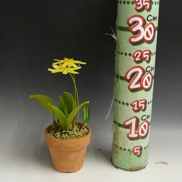 【花なし株】 バルボフィラム スピーシーズ 3177 イエロー 