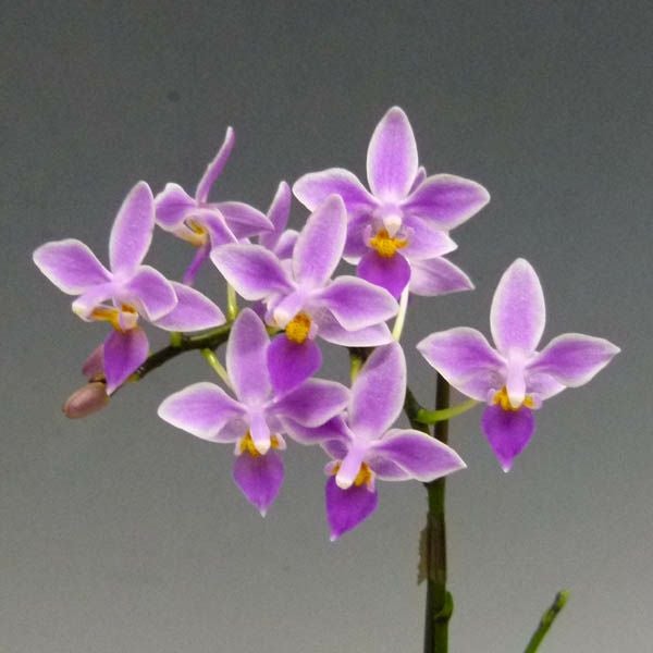 花なし株】 ファレノプシス エクエストリス Phal.equestris 原種 3号鉢