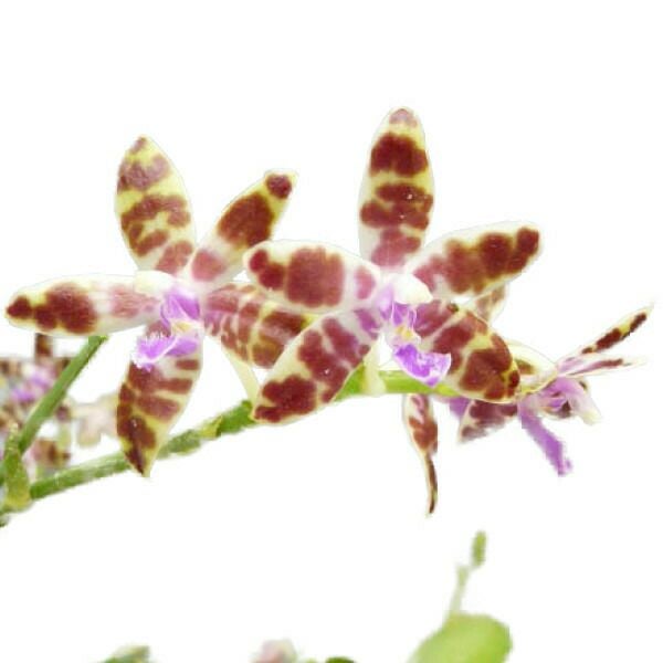 花なし株】 ファレノプシス マリエ Phal.mariae 原種 3号鉢 25cm 開花