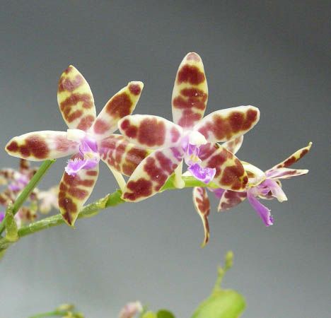 花なし株】 ファレノプシス マリエ Phal.mariae 原種 3号鉢 25cm 開花