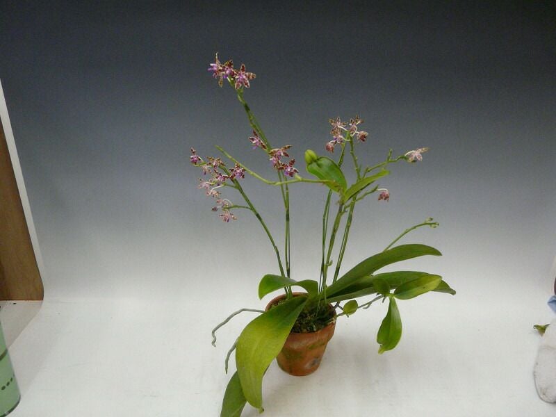 花なし株】 ファレノプシス マリエ Phal.mariae 原種 3号鉢 25cm 開花