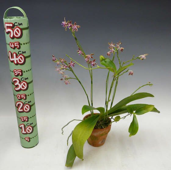 花なし株】 ファレノプシス マリエ Phal.mariae 原種 3号鉢 25cm 開花