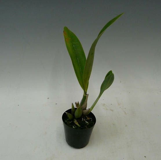 【花なし株】 エンサイクリア ビテリナ 