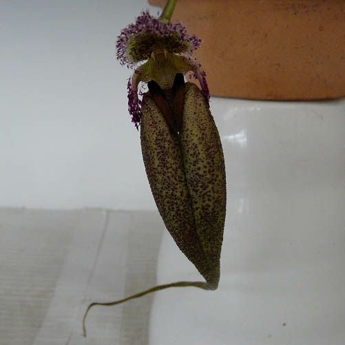 【花なし株】 シルホペタラム ファッシネーター ブラックタイプ