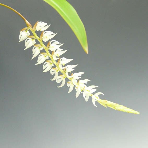 【花なし株】 デンドロキラム グルマセウム 