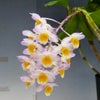 【花なし株】 デンドロビューム シャイニングピンク 