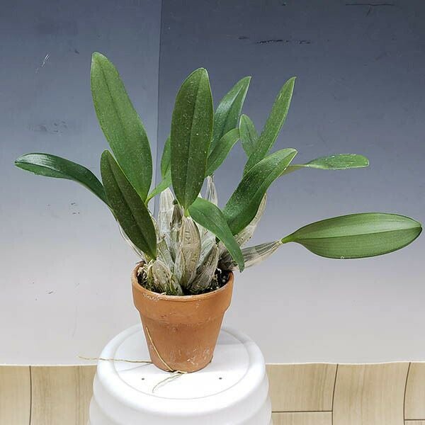 【花なし株】 デンドロビューム リンドレイ ‘イケヤ’