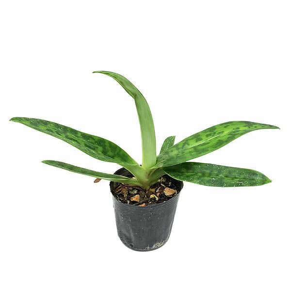 【花なし株】 パフィオペディラム Paph.sukhakulii x bougainvilleanum 交配種