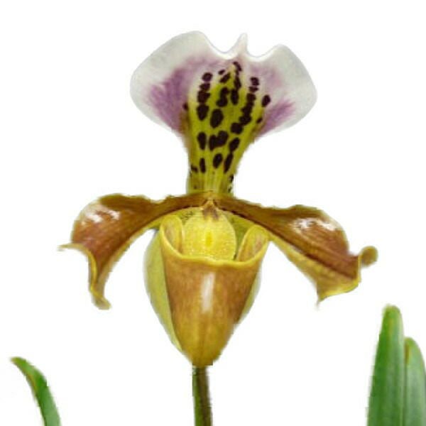花なし株】 パフィオペディラム グラトリキシアナム Paph.gratrixianum