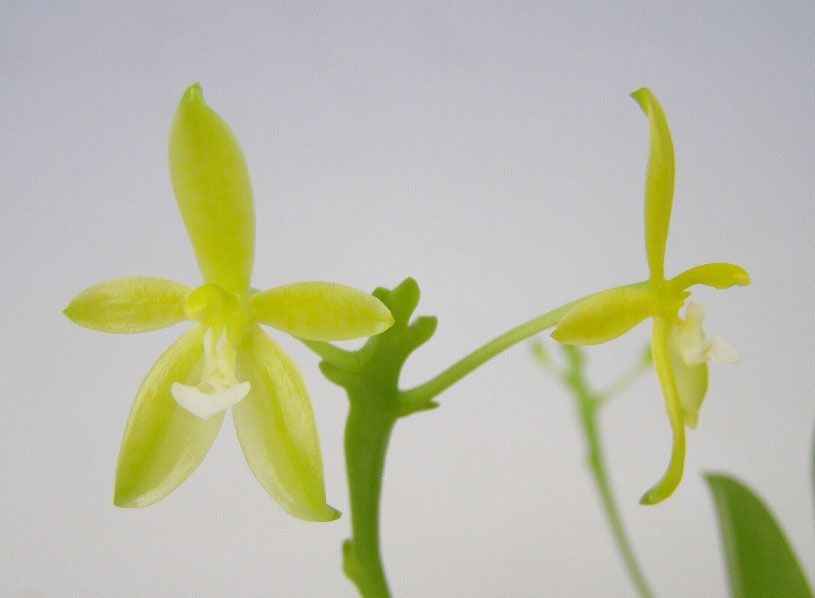 花なし株】 ファレノプシス コルヌセルビ アルバ Phal.cornu-cervi var