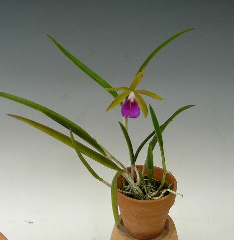 【花なし株】 ブラソカトレア トラマンダヒ ‘センダヤ’ 