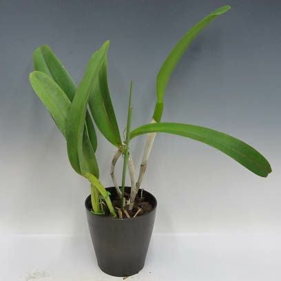 【花なし株】 ブラソレリオカトレア ビッキーゴールド ‘フォーエバーシックスティーン’