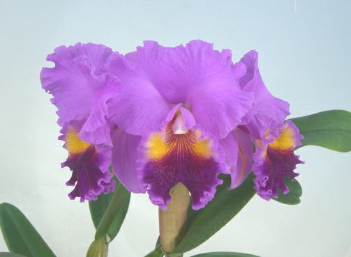 花なし株】 カトレア ドラムビート 'ヘリテージ' C.(Lc.)Drumbeat