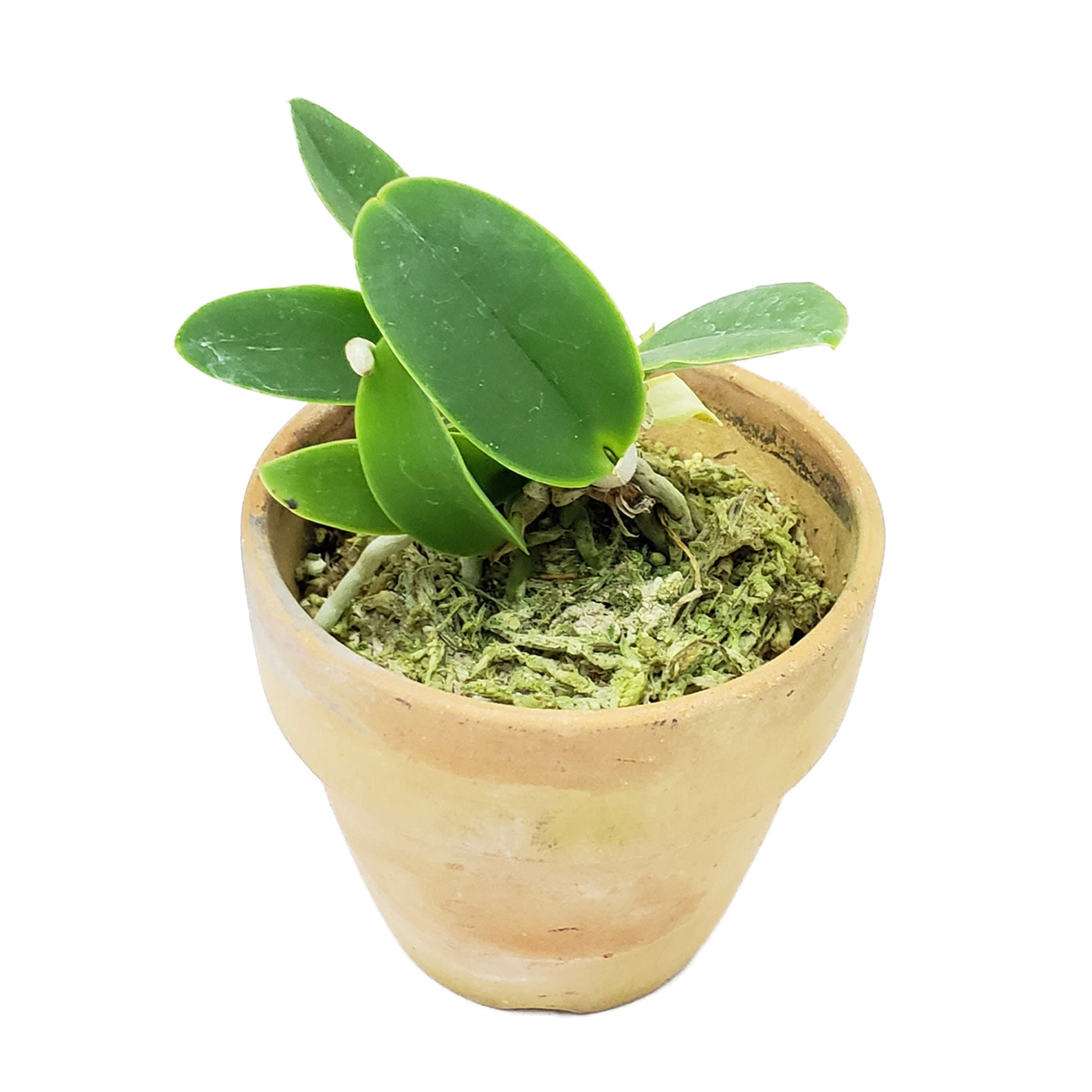 花なし株】 カトレア ワルケリアナ アキニー 'ギフ' C.walkeriana var