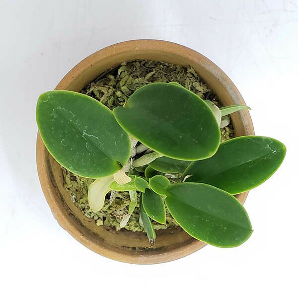 洋蘭 原種 カトレア C. walkeriana f. aquinii Gifu 花なし株】 カトレア ワルケリアナ アキニー 'ギフ' C.walkeriana var