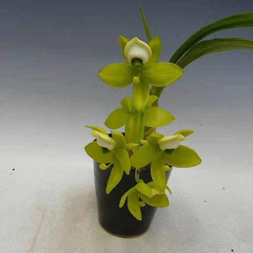 【花なし株】 シクノチェス ワーセウィッチー 