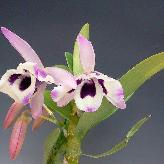 デンドロビューム ノビル ‘クックソニ’ Den.nobile ‘Cooksoniae’ 3号鉢 30cm