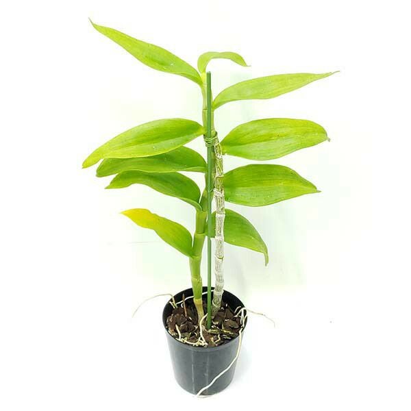 花なし株】 デンドロビューム ポリアンサム アルバム Den.polyanthum