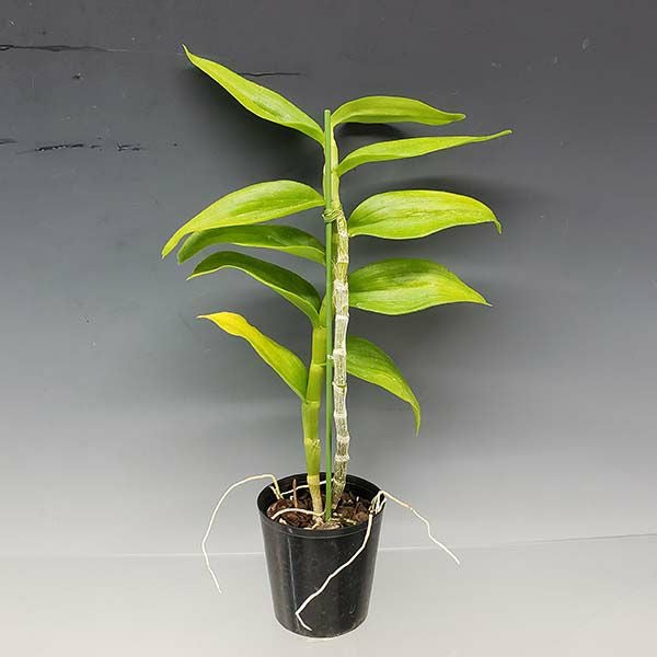 【花なし株】 デンドロビューム ポリアンサム アルバム Den.polyanthum var. album (xself) 原種 3号鉢 40cm 開花サイズ(BS)