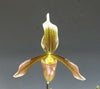 【花なし株】 パフィオペディラム アフィン Paph.affine 原種 3号鉢 30cm 開花サイズ(BS)