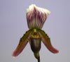 【花なし株】 パフィオペディラム カローサム Paph.callosum 原種 3号鉢 20cm 開花サイズ(BS)